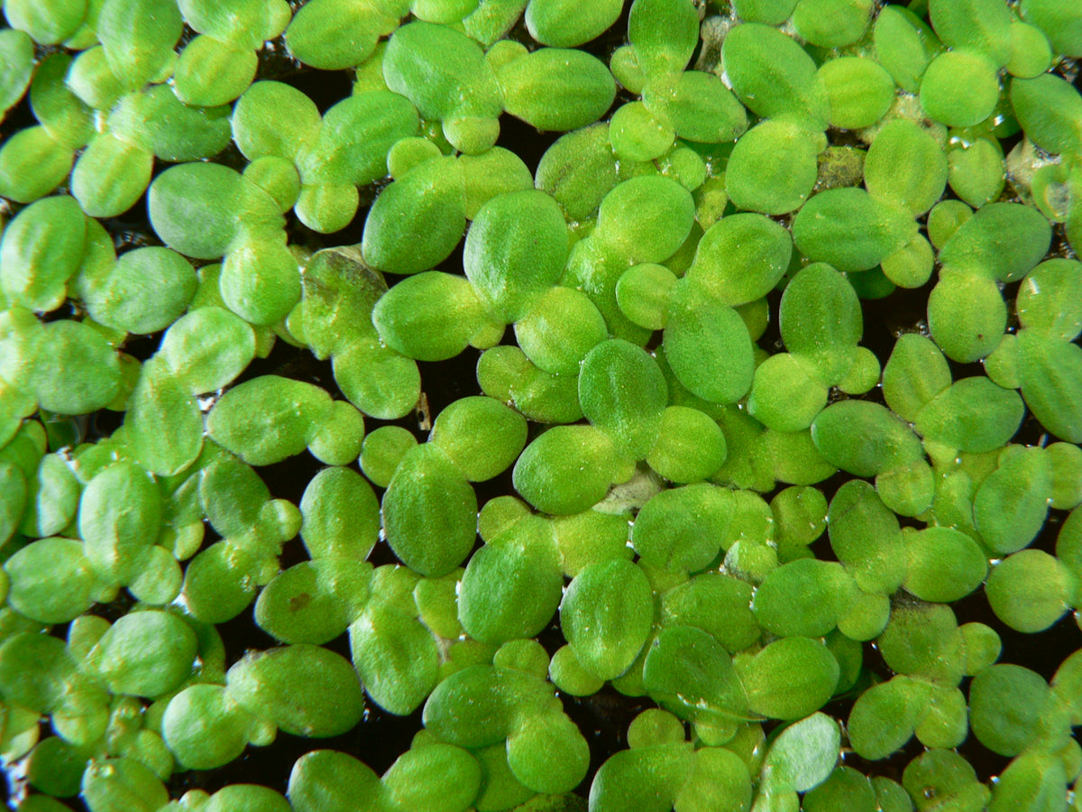 Duck Weed (Portion) (representative photo)