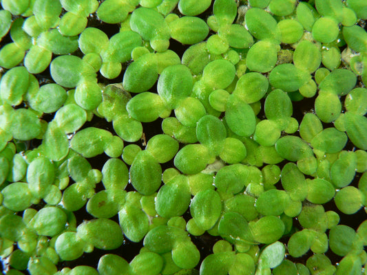 Duck Weed (Portion) (representative photo)