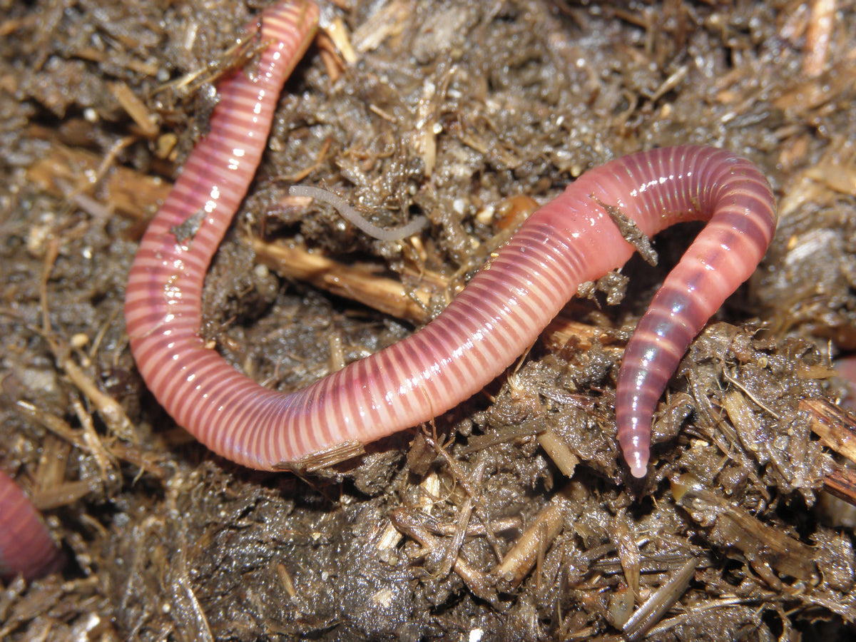 Worms Red 30 Ct (representative photo)