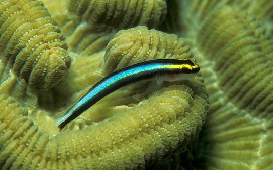 Sharknose Goby (Aquacultured)