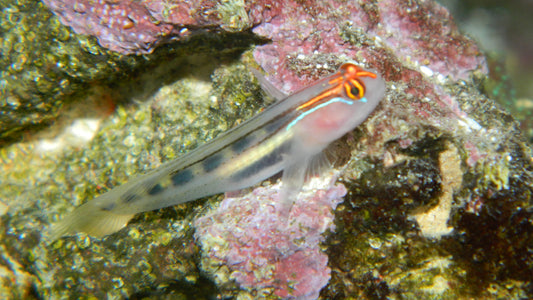 Red Head Goby (Aquacultured)