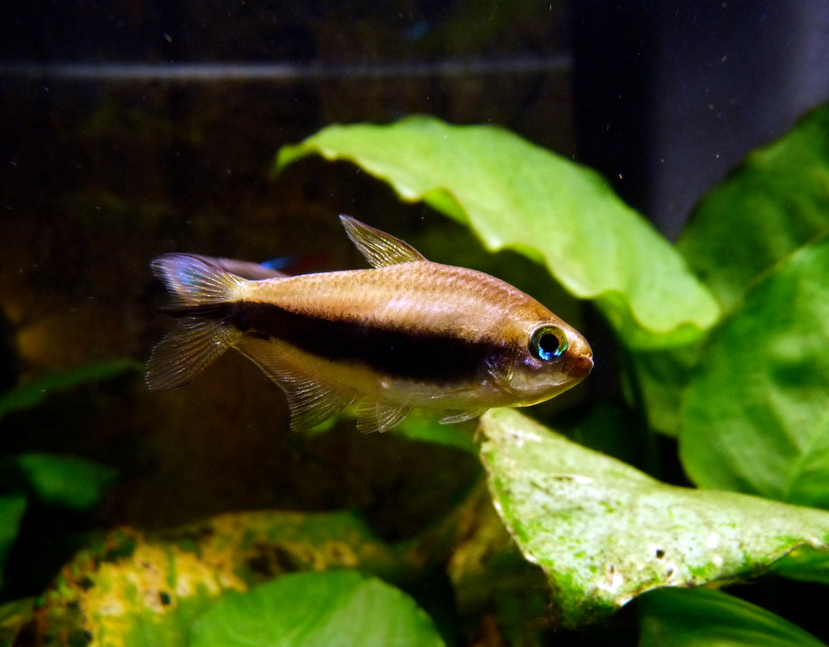 Emperor Tetra (representative photo)