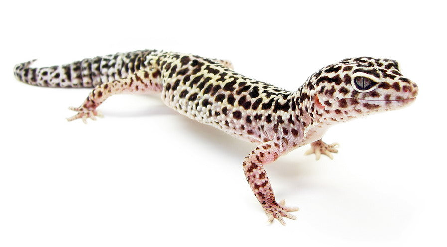 Leopard Gecko Assorted - Small (representative photo)