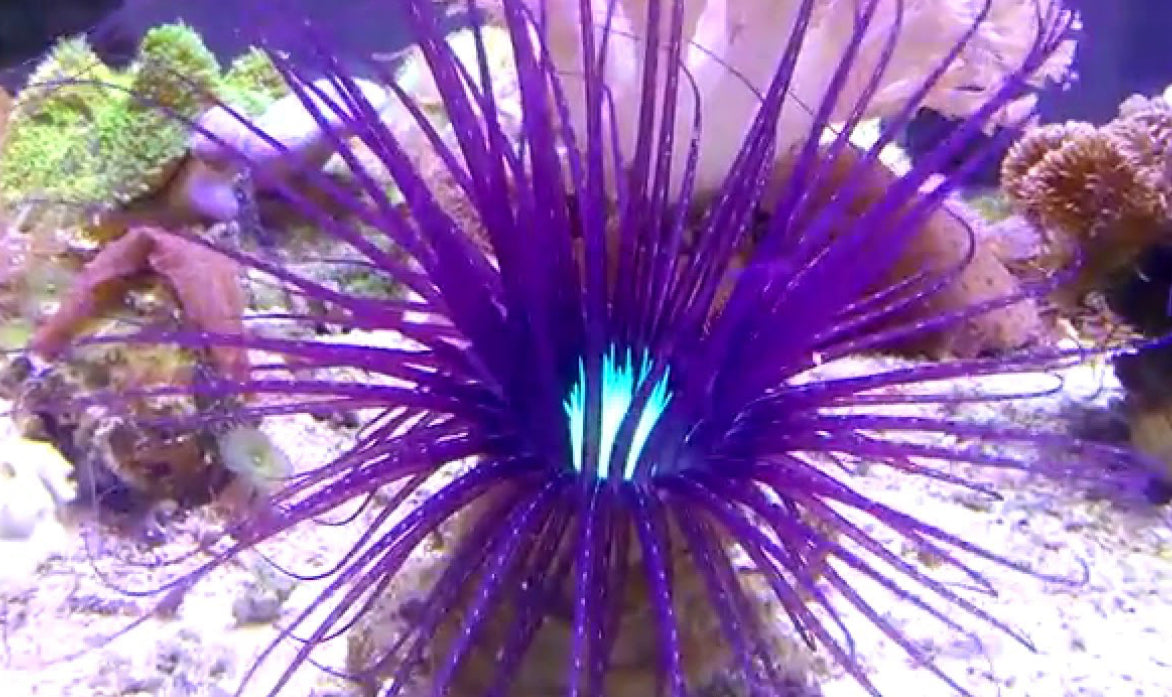Purple Tube Anemone