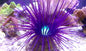 Purple Tube Anemone