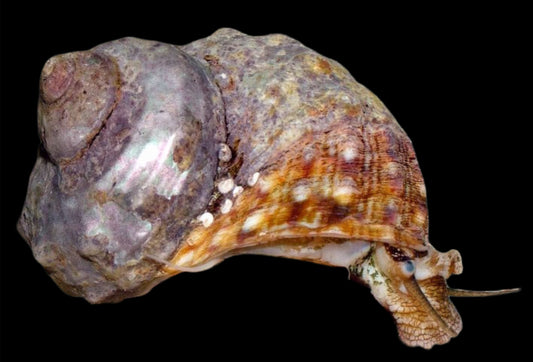 Mexican Turbo Snail