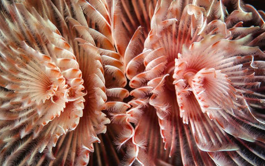 Feather Duster Red/Pink