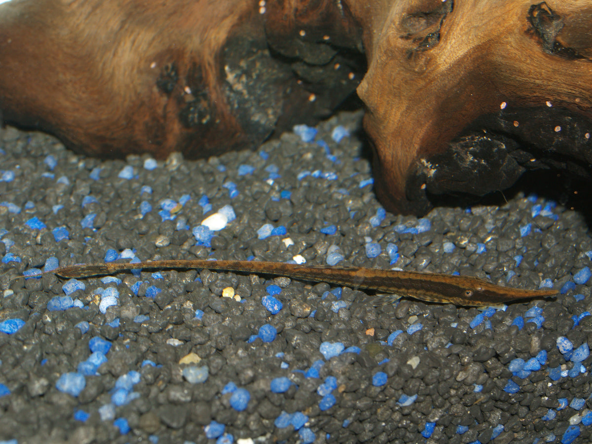 Farlowella Catfish (representative photo)