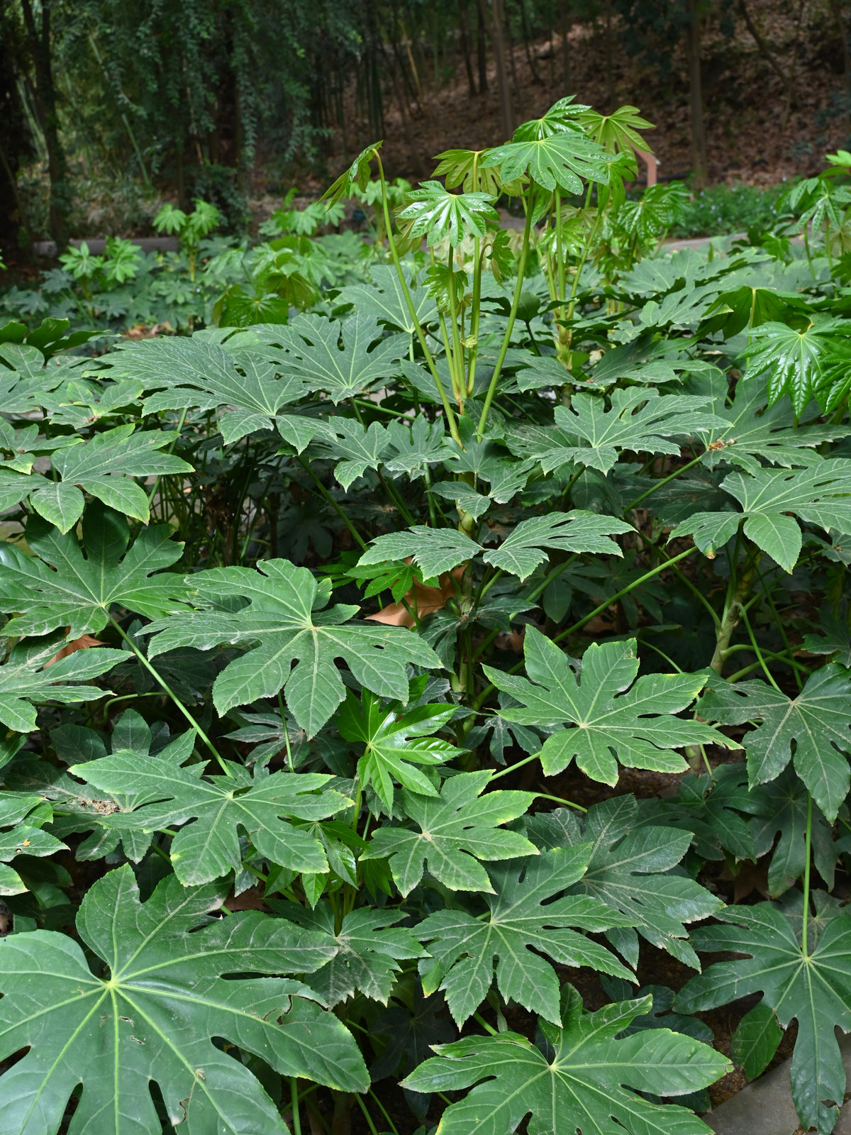 Fatsia Japonica (Potted) (representative photo)