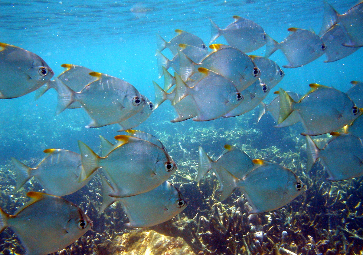 Monodactylus Argenteus (representative photo)