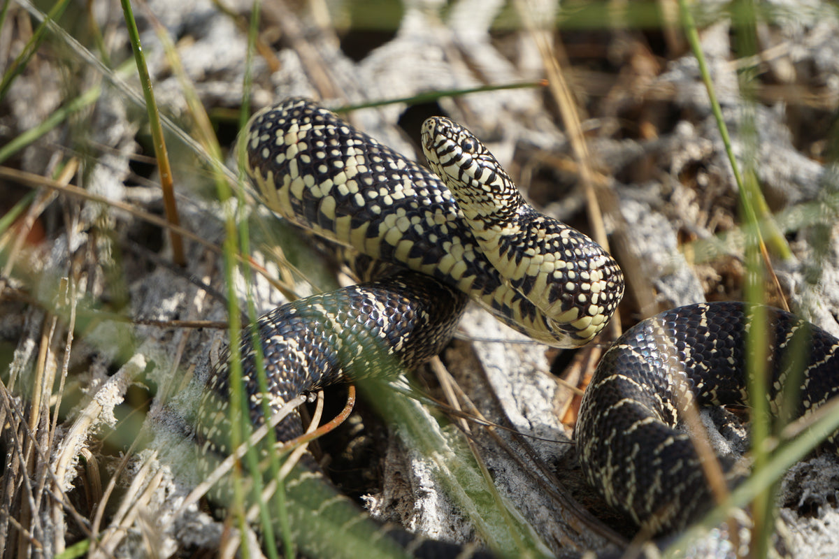 Florida Kingsnake (CB) (representative photo)