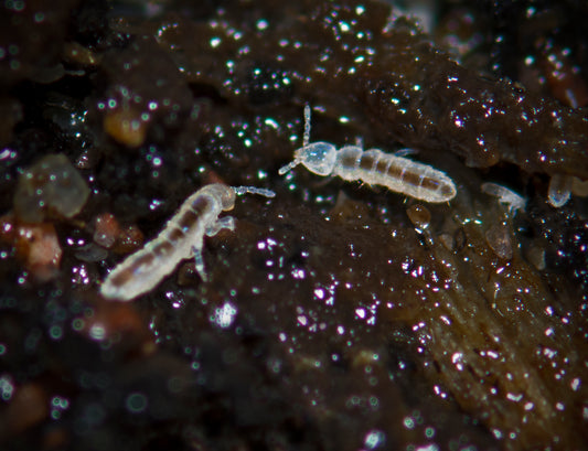 BeneBio Springtail Temperate White - Folsomia candida - 8oz Culture (representative photo)