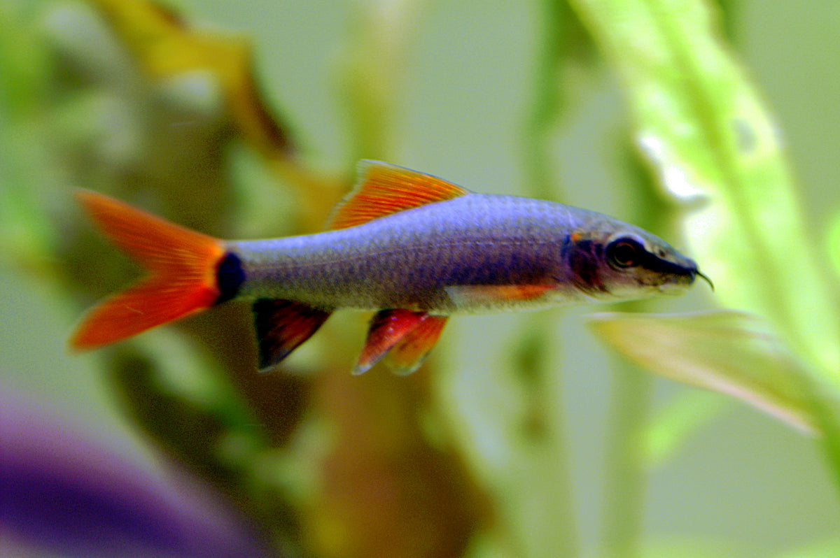 Rainbow Shark (representative photo)