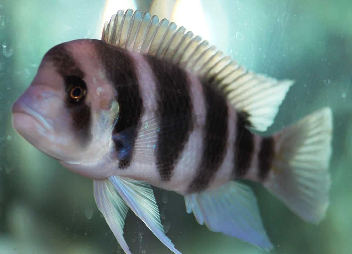 Frontosa African Cichlid (representative photo)