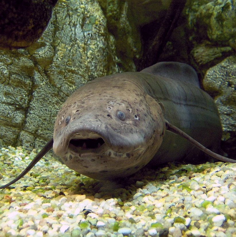 Lungfish (representative photo)