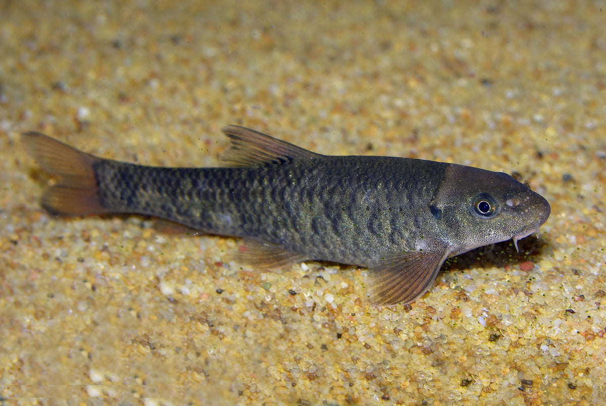 Garra Rufa Algae Eater (representative photo)
