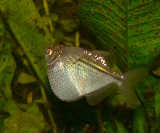 Hatchet Silver Tetra (representative photo)