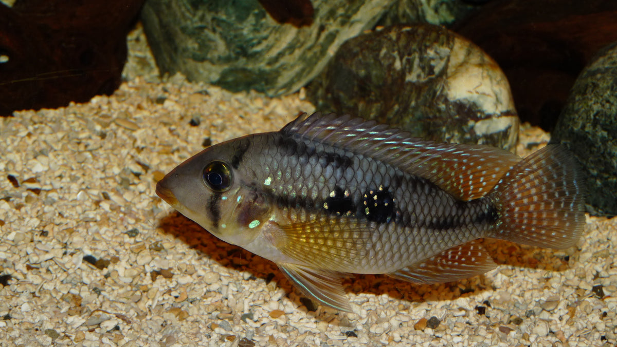 Geophagus Brasilensis Cichlid (representative photo)