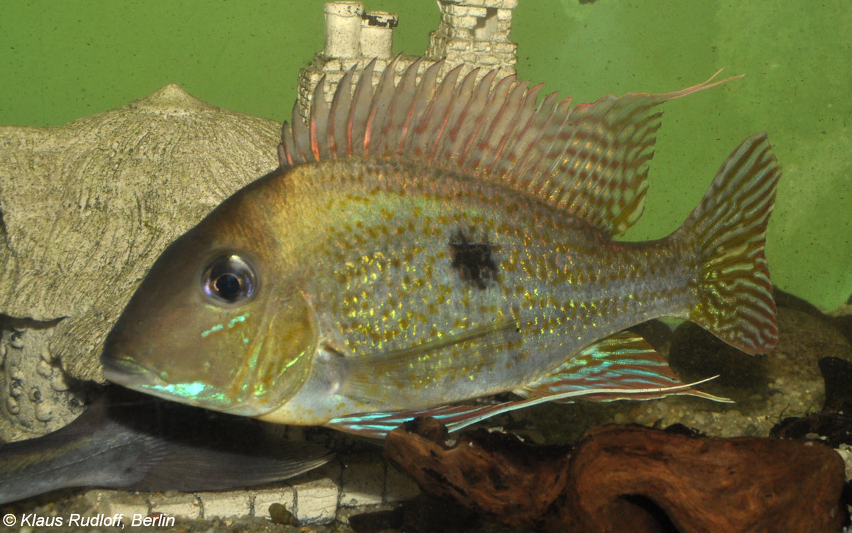 Geophagus Sveni Cichlid (representative photo)