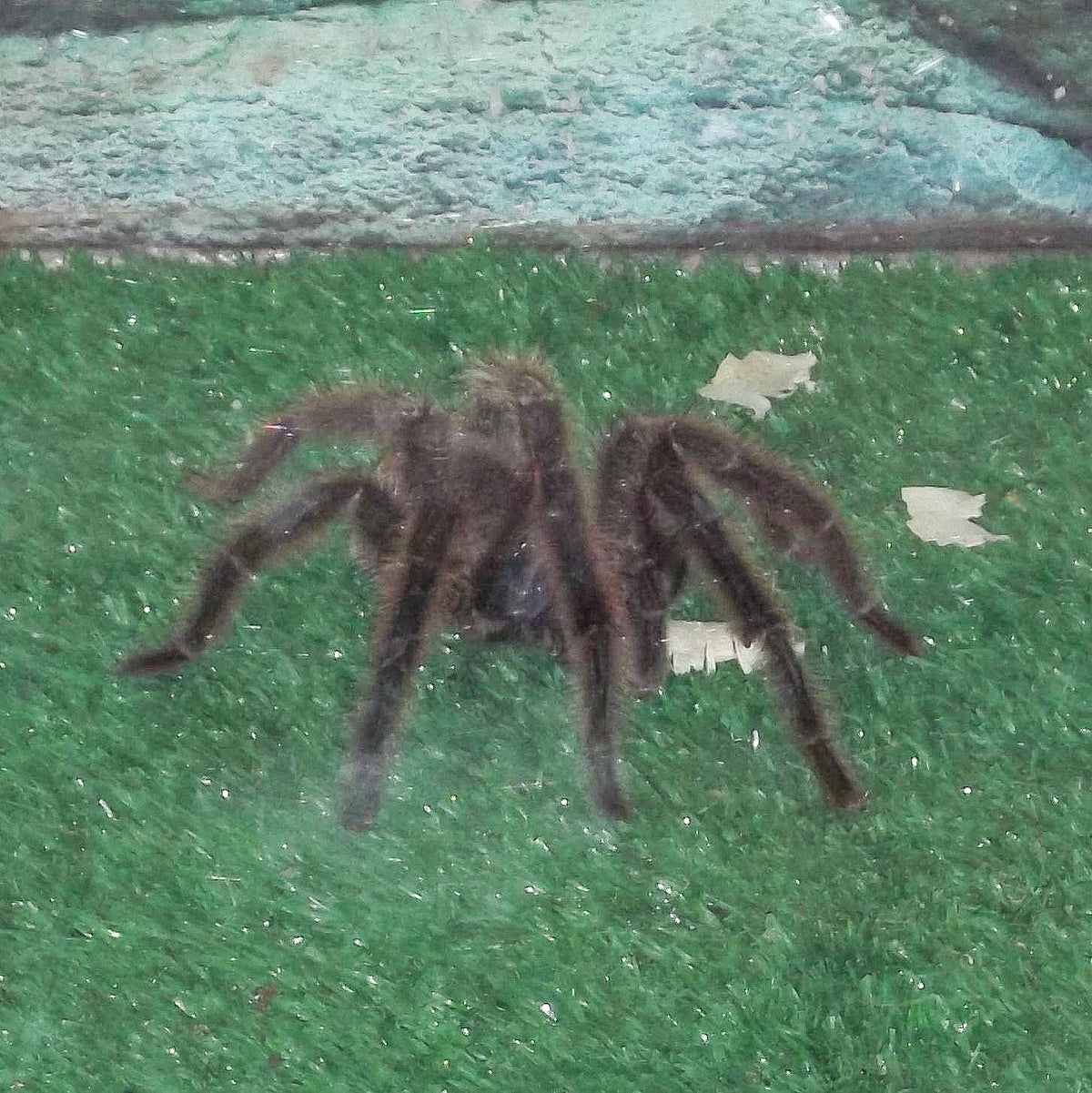 Brazilian Giant Tawny Red Tarantula - Grammostola anthracina - 0.75" (representative photo)