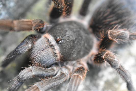 Uruguayan Black Beauty Tarantula - Grammostola quirogai - 1" (representative photo)