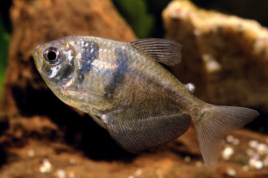 Black Tetra (representative photo)
