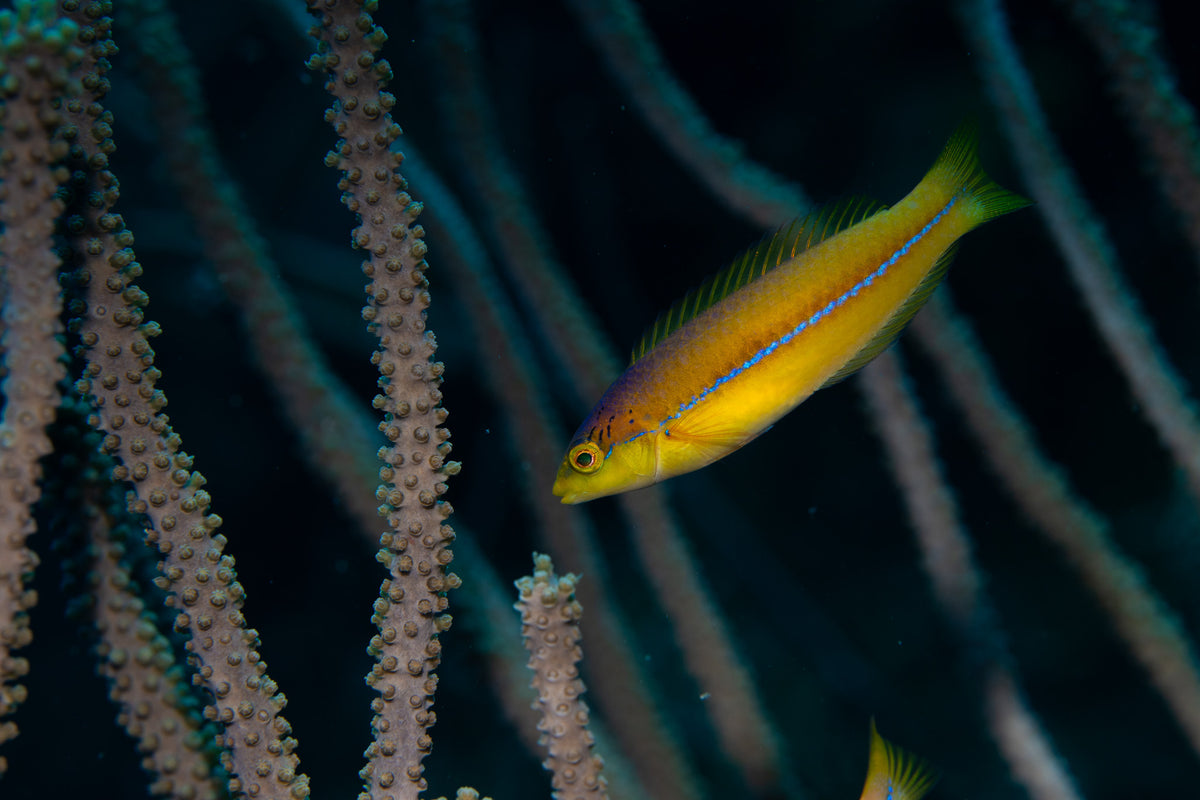 Yellowhead Wrasse