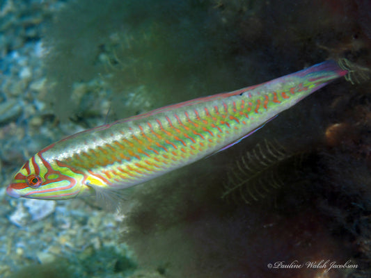 Clown Wrasse (Caribbean)