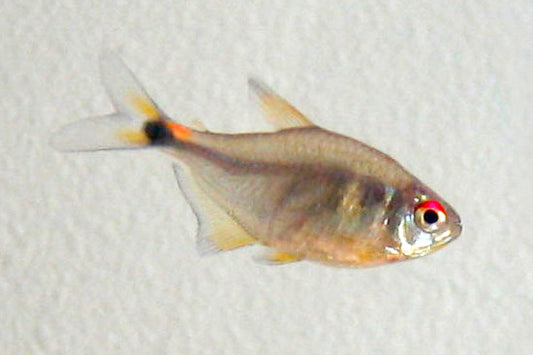Head & Tail Lite Tetra (representative photo)