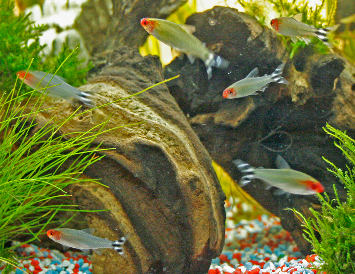 Rummy Nose Tetra (representative photo)
