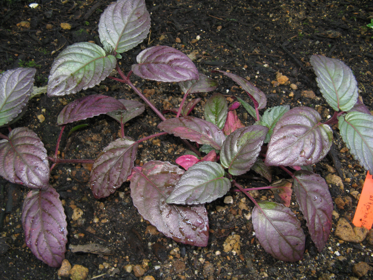 Purple Waffle (Bunch) (representative photo)