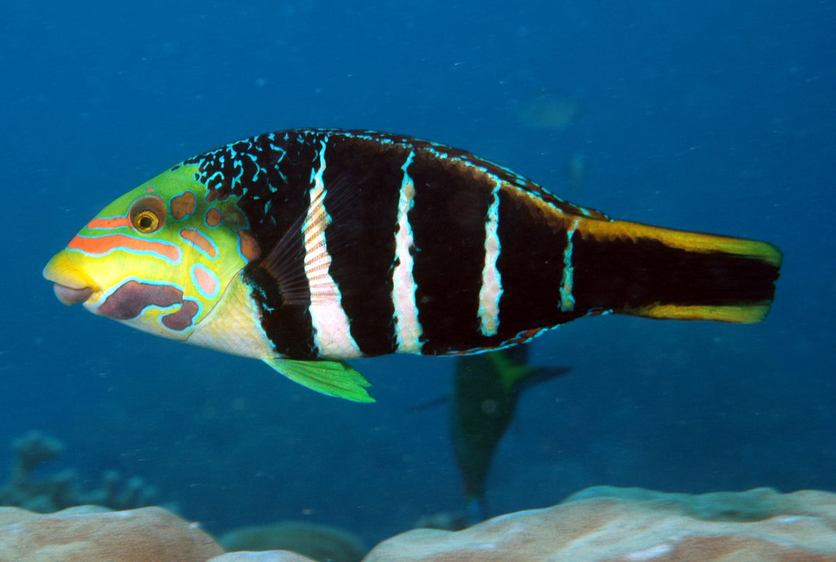 Thicklip Banded Wrasse