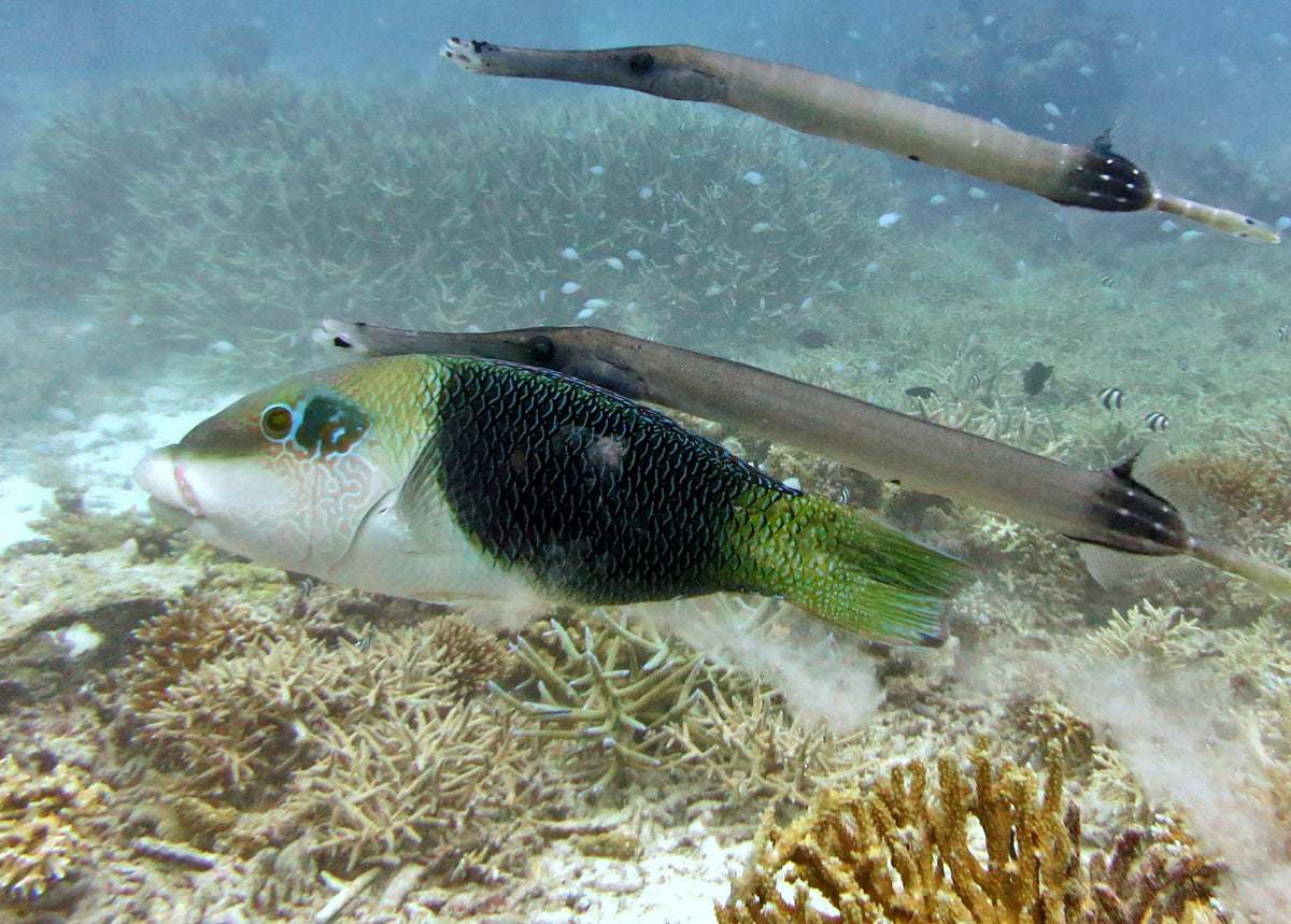 Half & Half Wrasse