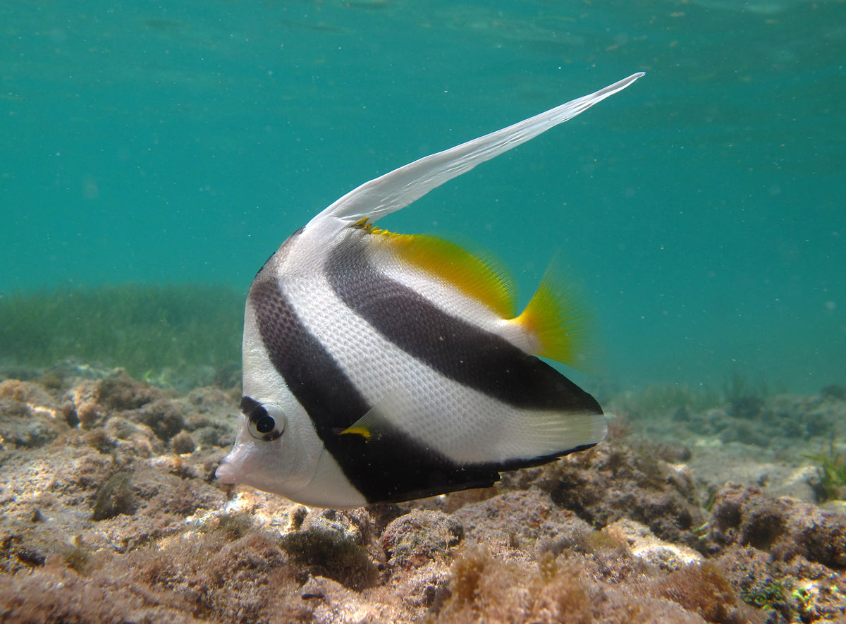 Black & White Heniochus