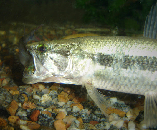 Wolf Fish (representative photo)