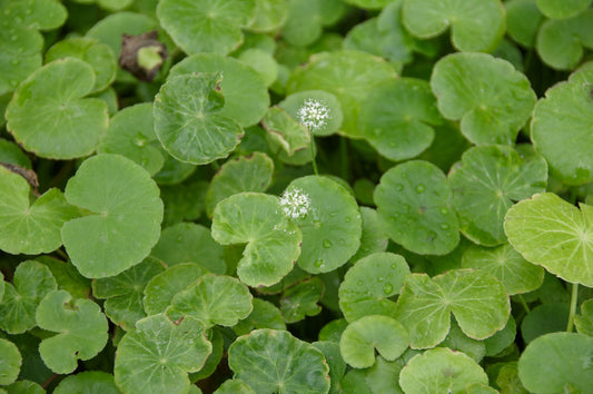 Pennywort (Bunch) (representative photo)