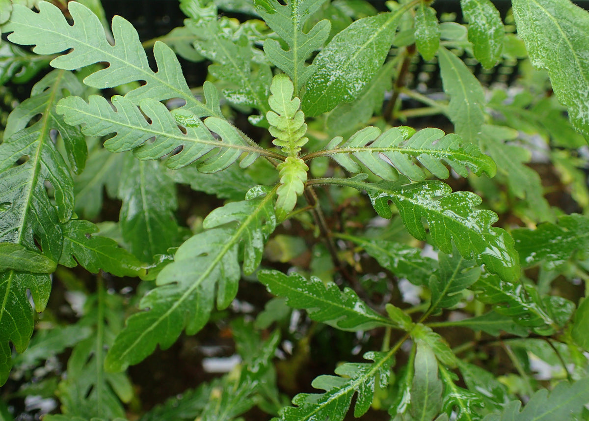 Hygrophila Pinnatifida (Bunch) (representative photo)