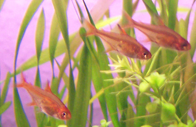 Ember Tetra (representative photo)