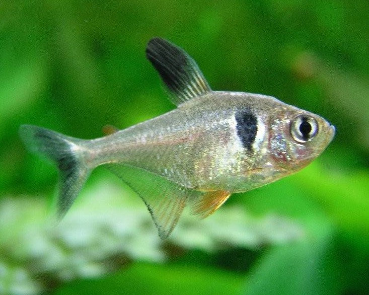 Phantom Black Tetra (representative photo)