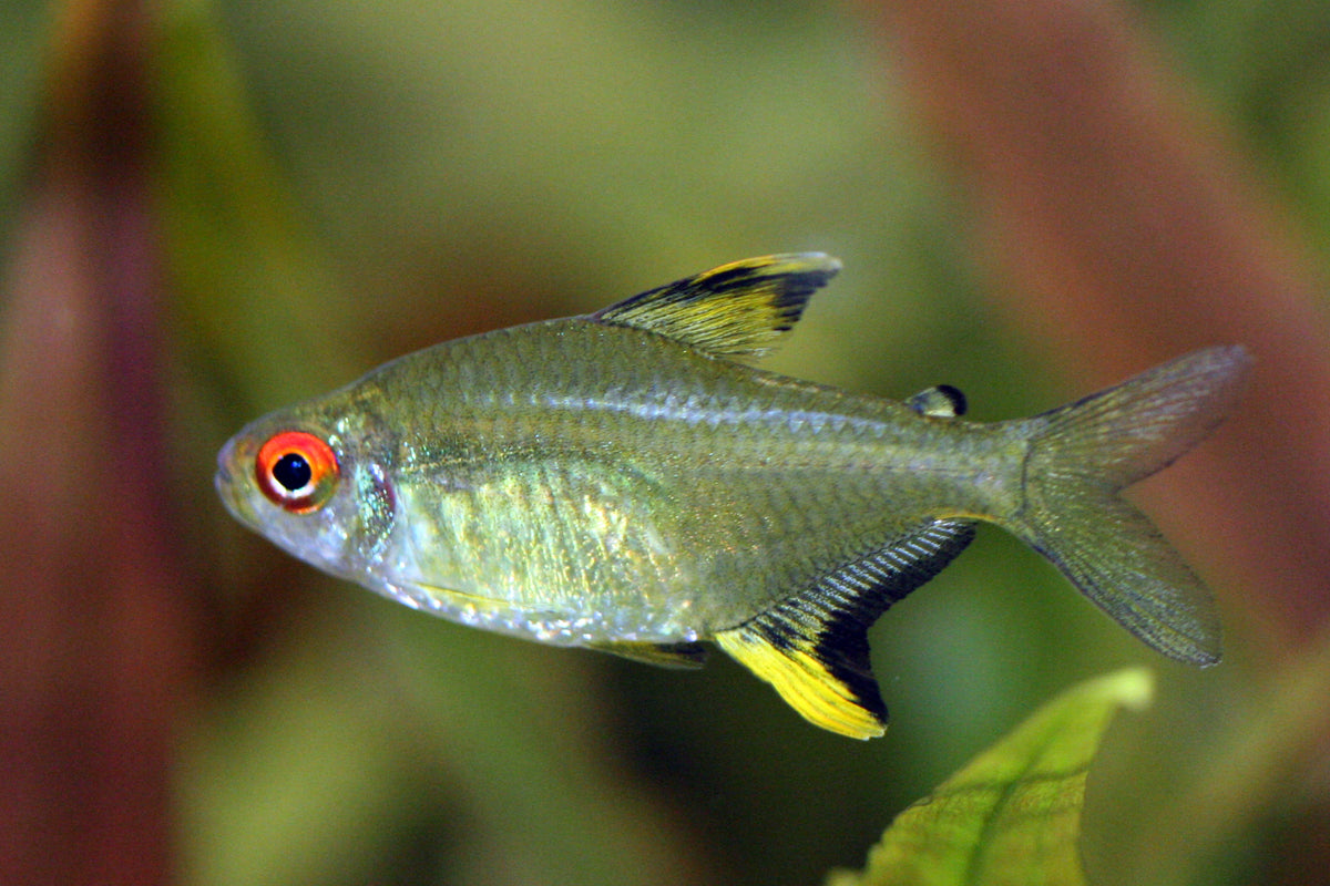 Lemon Tetra (representative photo)
