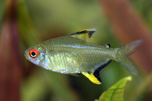 Lemon Tetra (representative photo)