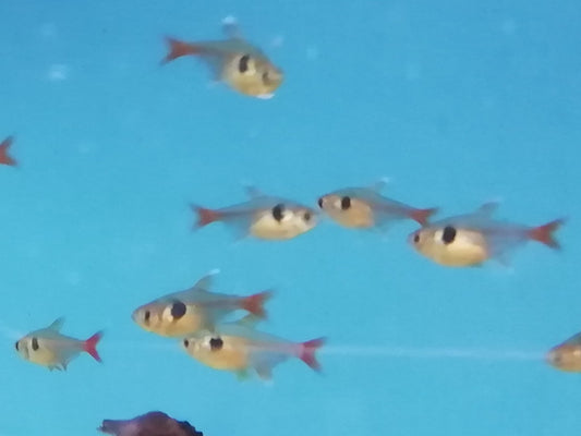 Phantom Yellow Tetra (representative photo)