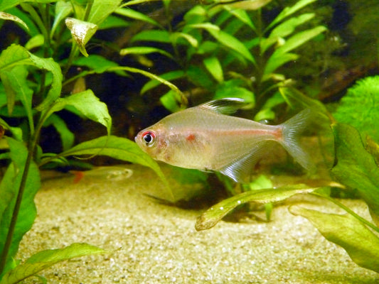 Bleeding Heart Tetra (representative photo)