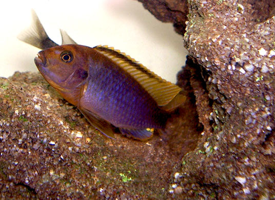 Spring Rusty African Cichlid (representative photo)
