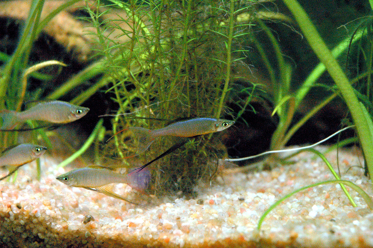 Werneri Rainbowfish (representative photo)
