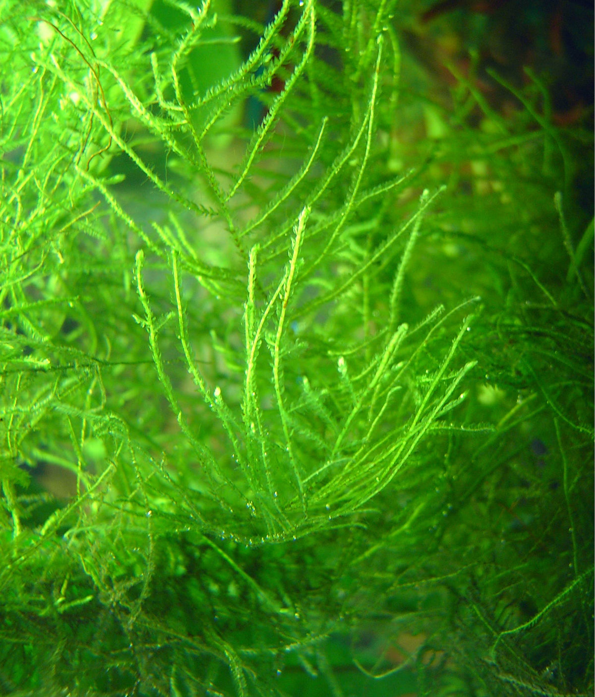 Java Moss (Portion) (representative photo)