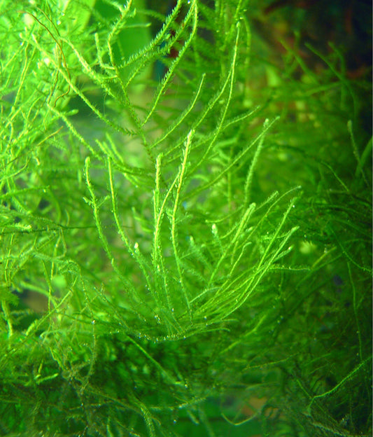 Java Moss (Portion) (representative photo)