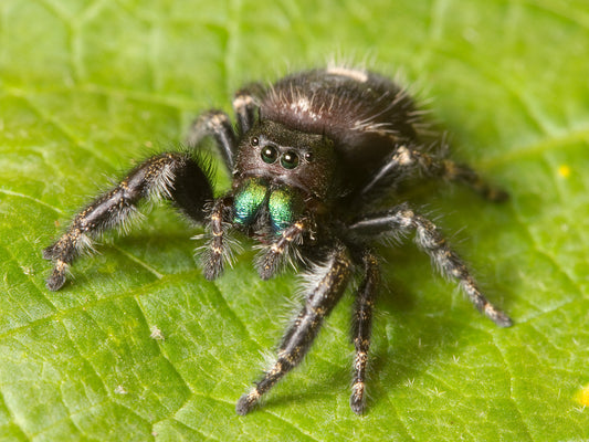 Bold Orange/White Phase Jumping Spider - Phidippus audax (Assorted Sexes) (representative photo)
