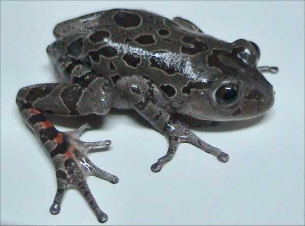 Red Leg Running Frog (representative photo)