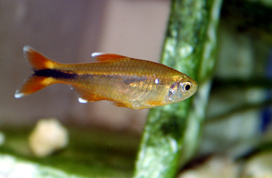 Silver Tip Tetra (representative photo)